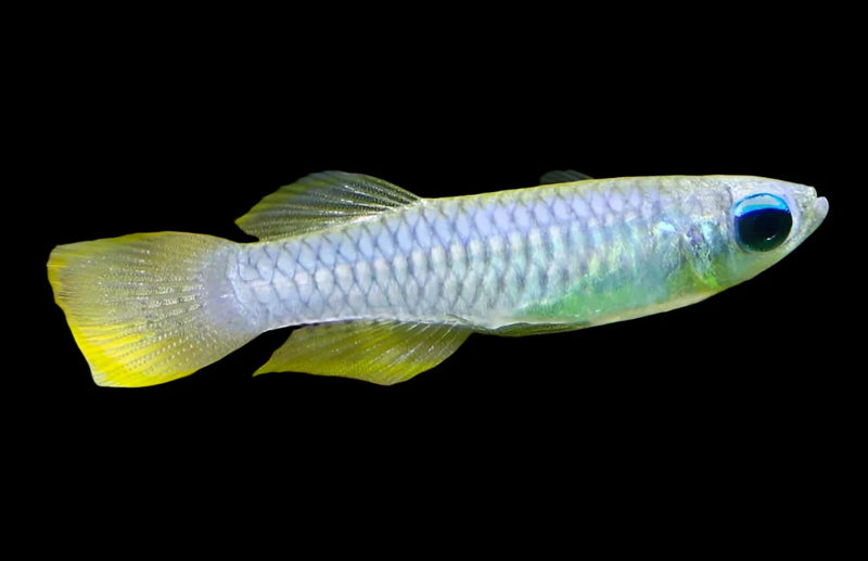 Norman's Lampeye Killifish