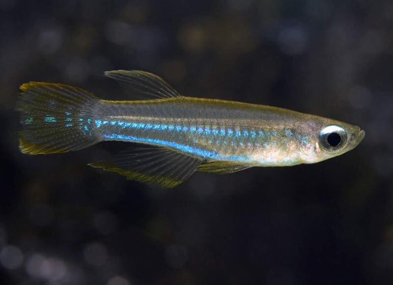 Norman's Lampeye Killifish