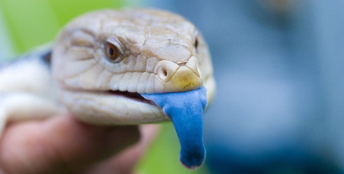 Northern Blue Tongue Skink