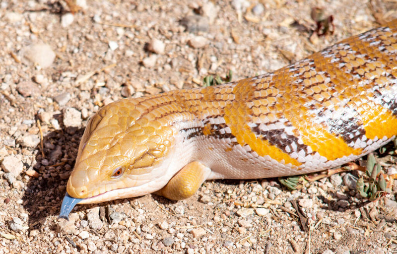 Northern Blue Tongue Skink