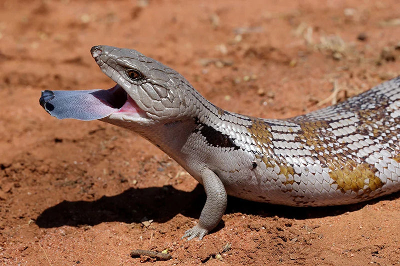 Northern Blue Tongue Skink