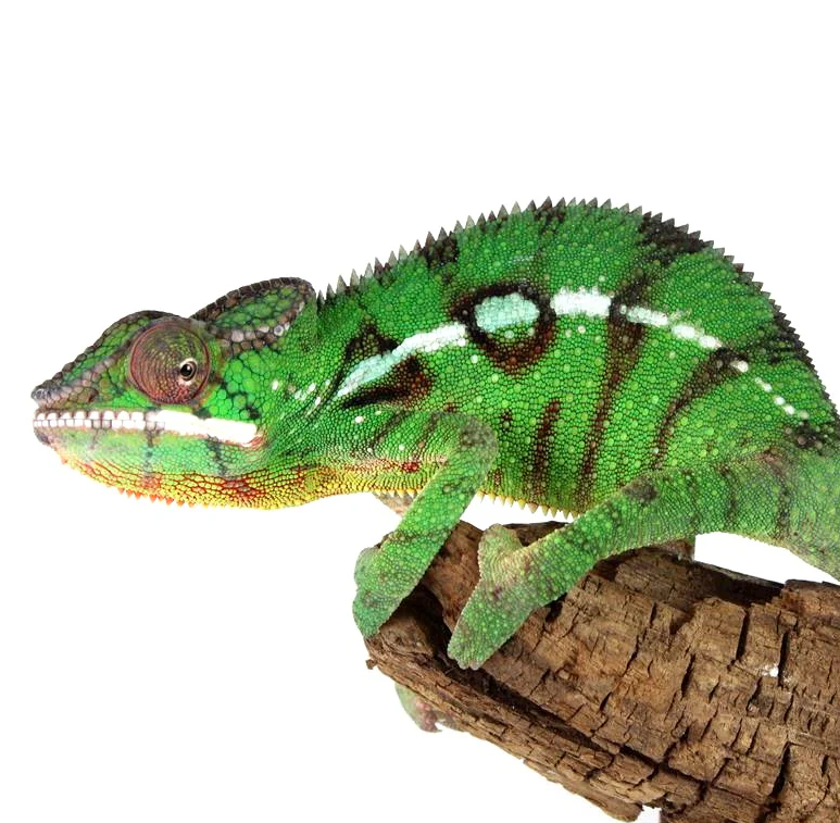 Nosey Mitiso Panther Chameleon Male