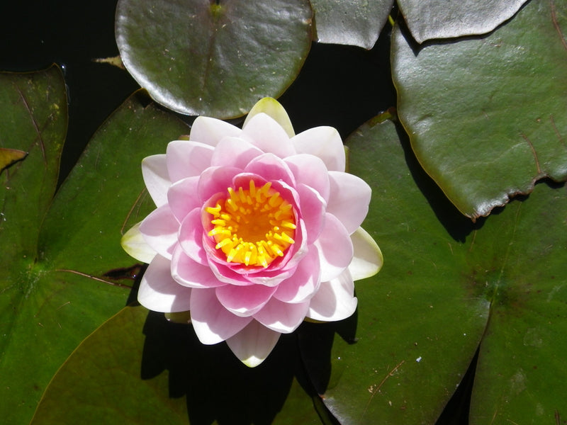 Nymphaea 'Madame Wilfron Gonnere