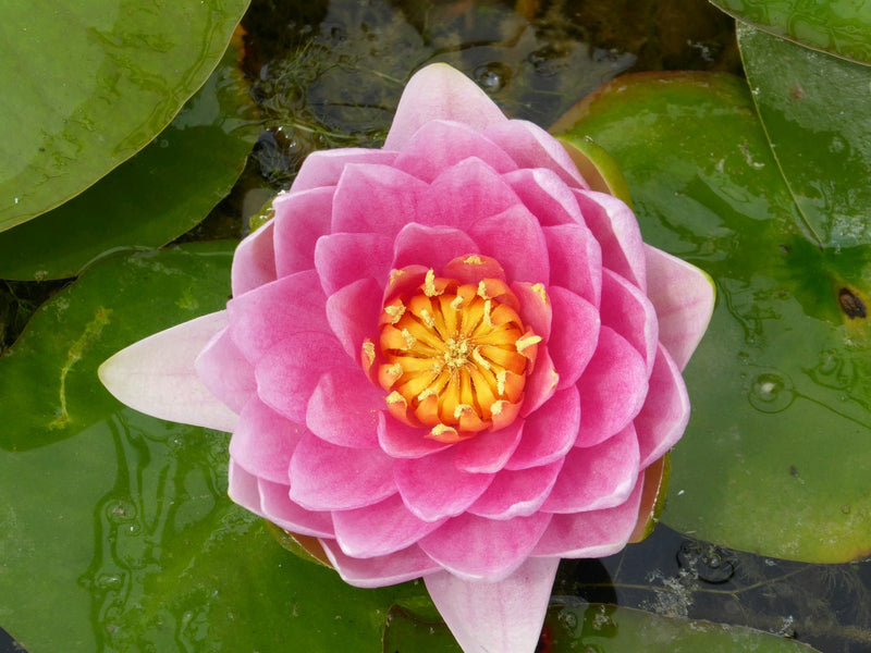 Nymphaea 'Madame Wilfron Gonnere