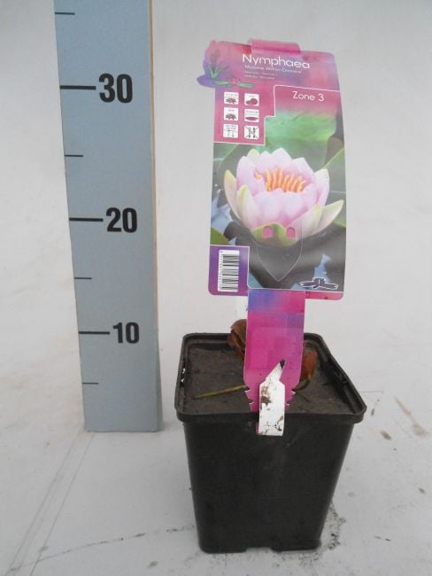 Nymphaea 'Madame Wilfron Gonnere