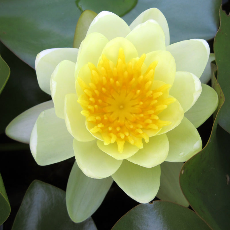 Nymphaea 'Moorei' P11