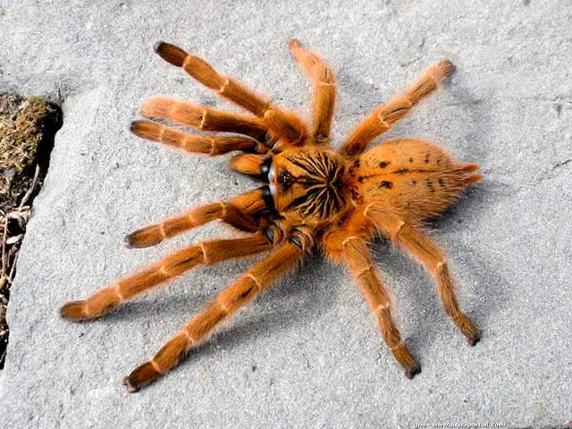 Orange Baboon Tarantula | Pterinochilus murinus (Med)
