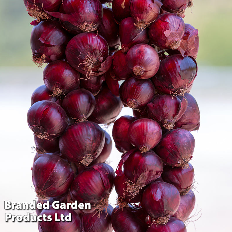 Onion 'Redrover' F1