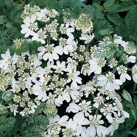 Orlaya Grandiflora