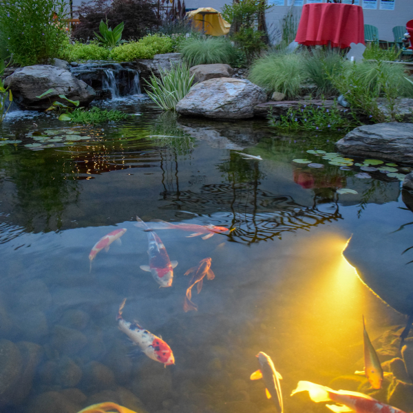 Pool Lights Underwater Fish Pond Lights Pond Lights Submersible