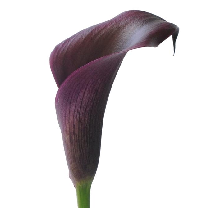 Calla Lilly 'Odessa' (2  Litre)