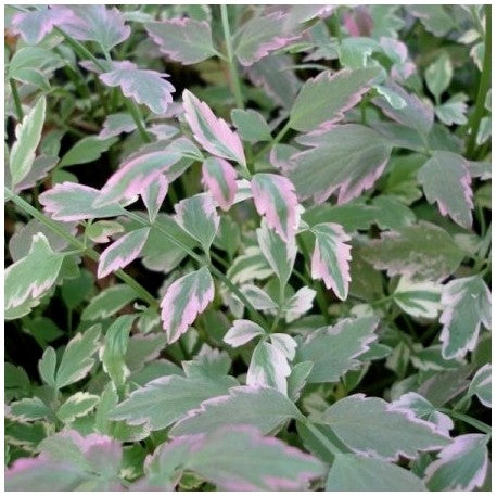 Oenanthe fistulosa 'Flamingo' / P9