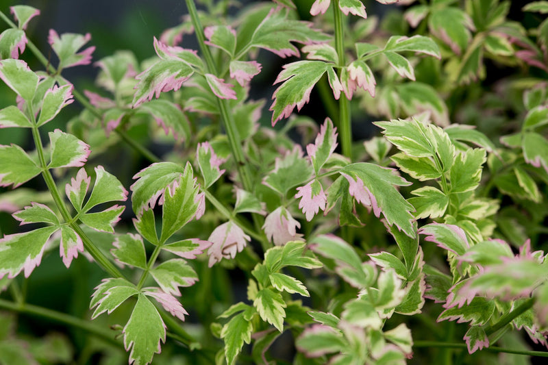 Oenanthe fistulosa 'Flamingo' / P9