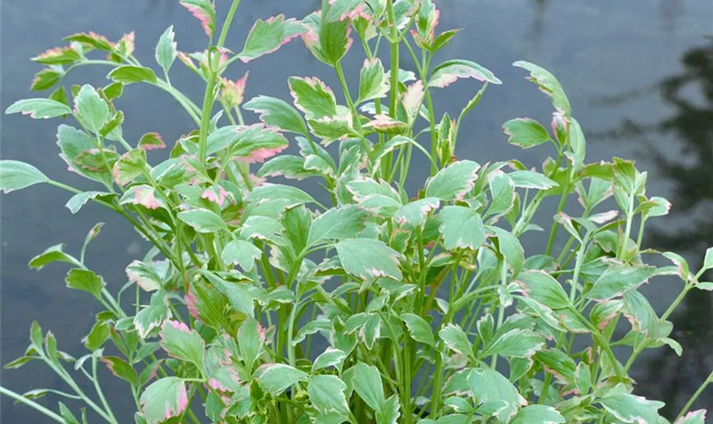 Oenanthe fistulosa 'Flamingo' / P9