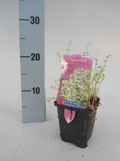 Oenanthe fistulosa 'Flamingo' / P9