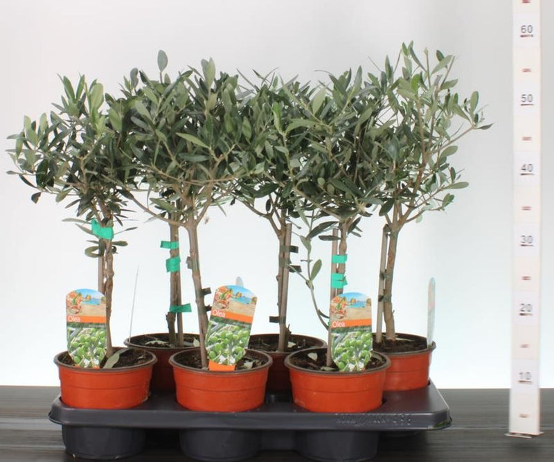 Olea europaea | Olive Tree - Mini Stem 55cm Tall