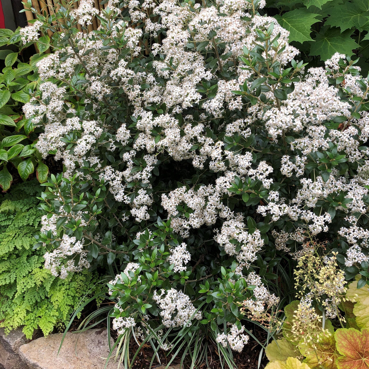 Plants for Windy Gardens