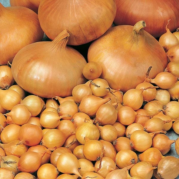 Onion Sets 'Radar' (75 Bulbs Per pack)