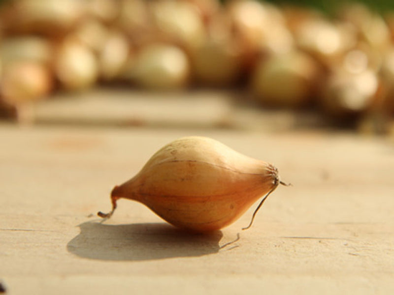 Onion Sets Senshyu Yellow (75 Bulbs Per Pack)