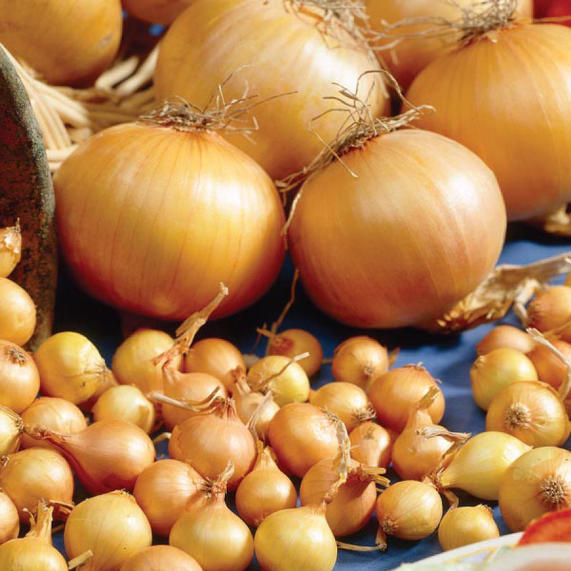 Onion Sets 'Troy' (75 Bulbs per pack)
