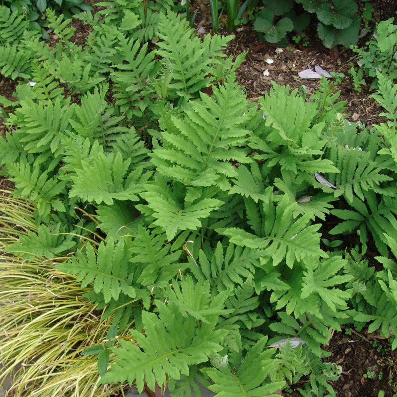 Onoclea sensibilis 2 Litre