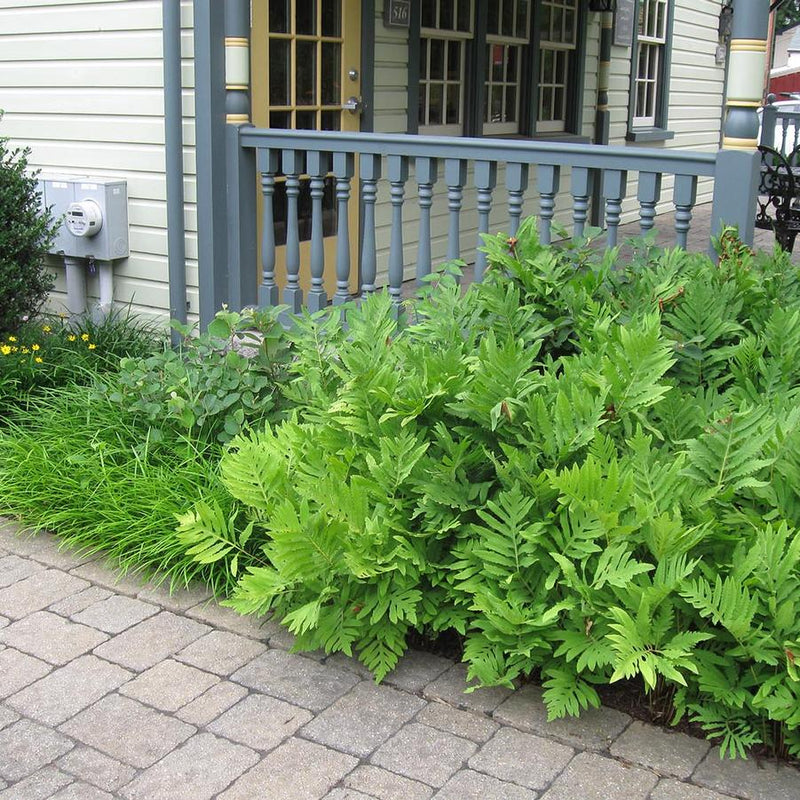 Onoclea sensibilis 2 Litre