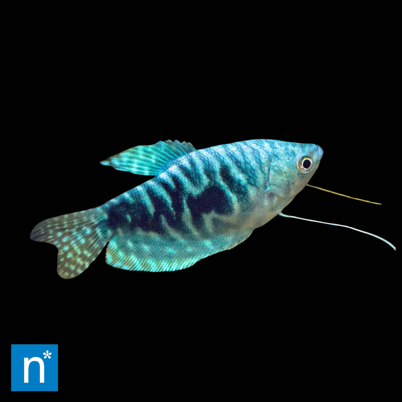 Opaline Gourami | Trichopodus trichopterus (5–6cm)