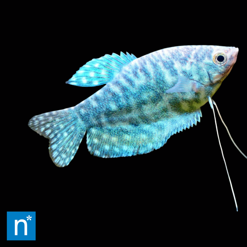 Opaline Gourami | Trichopodus trichopterus (5–6cm)