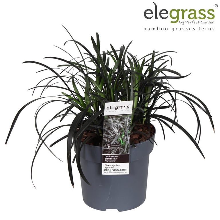 Ophiopogon planiscapus 'Nigrescens'