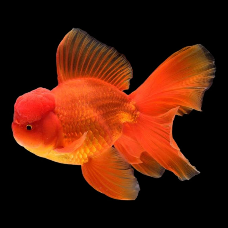 Red Oranda (Large)