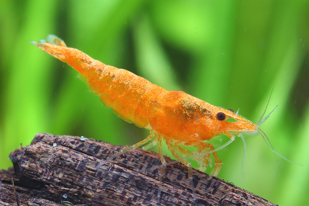 Sunkist Orange Shrimp | Caridina thambipillai (M)