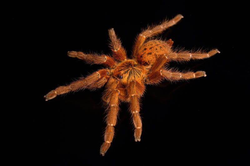 Orange Baboon Tarantula | Pterinochilus murinus