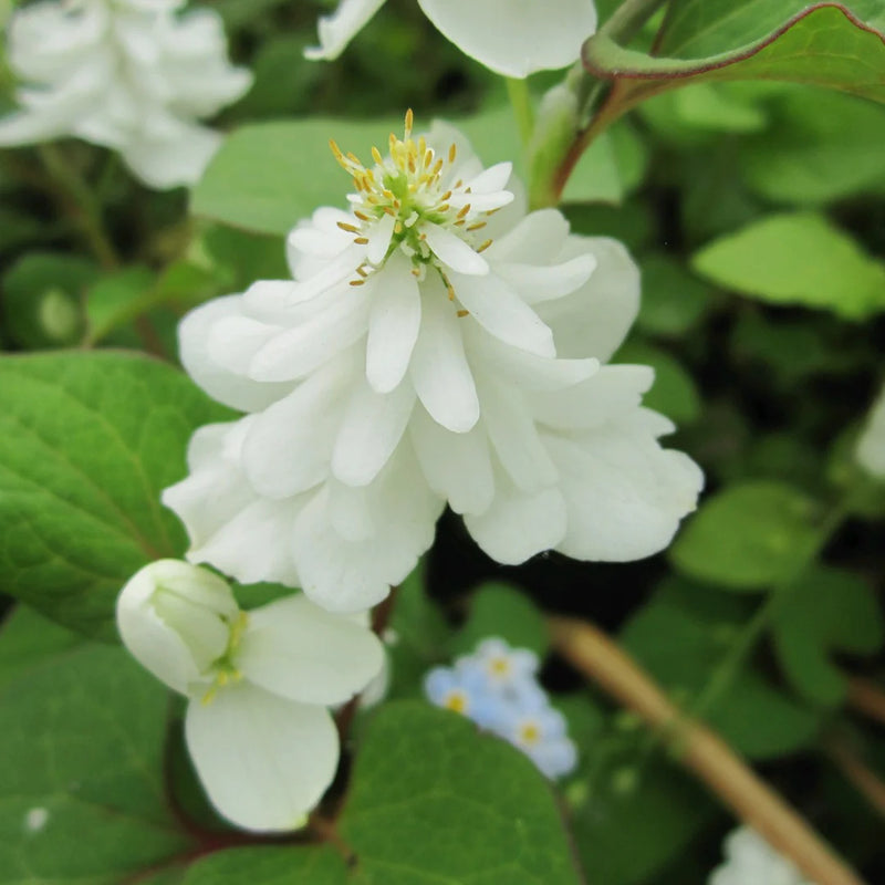 Houttuynia cordata 'Plena' P9