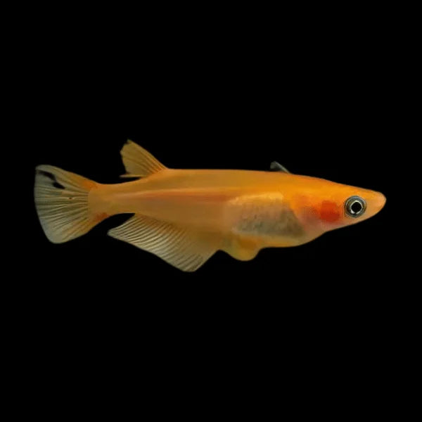 Orange Ricefish | Oryzias latipes 2.5-3cm