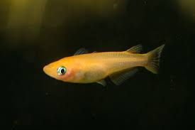 Orange Ricefish | Oryzias latipes 2.5-3cm