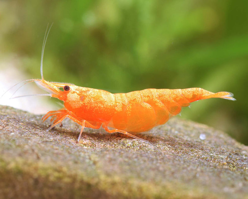 Orange Shrimp