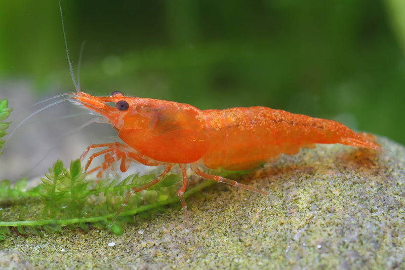 Orange Shrimp