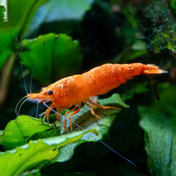 Orange Shrimp