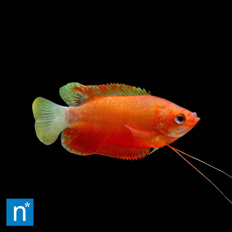 Orange Thicklip Gourami | Trichogaster labiosa