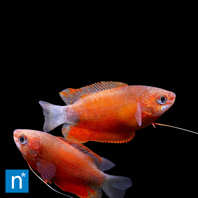 Orange Thicklip Gourami | Trichogaster labiosa