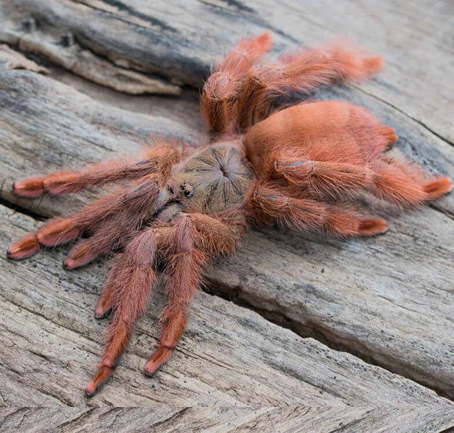 Orange Tree Spider | Amazonius germani s