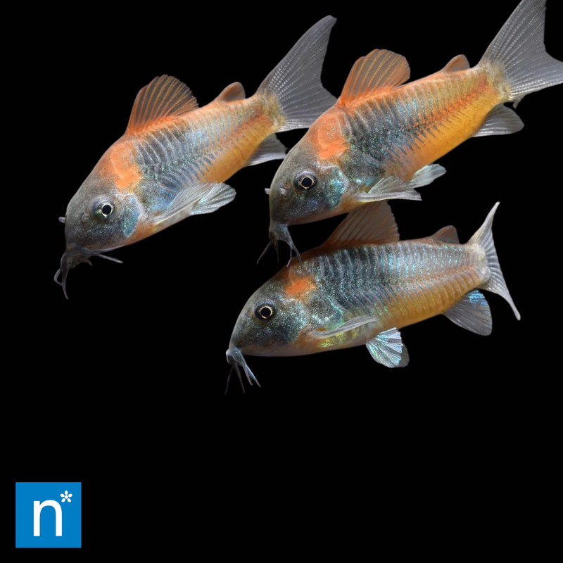 Orange Venezuelan Corydoras | Corydoras venezuelanus (2.5–3cm)