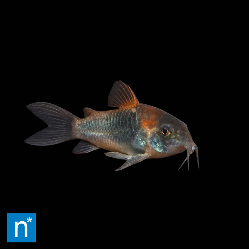 Orange Venezuelan Corydoras | Corydoras venezuelanus (2.5–3cm)