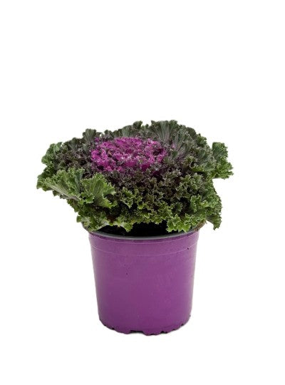 Ornamental Cabbage | Brassica Oleracea