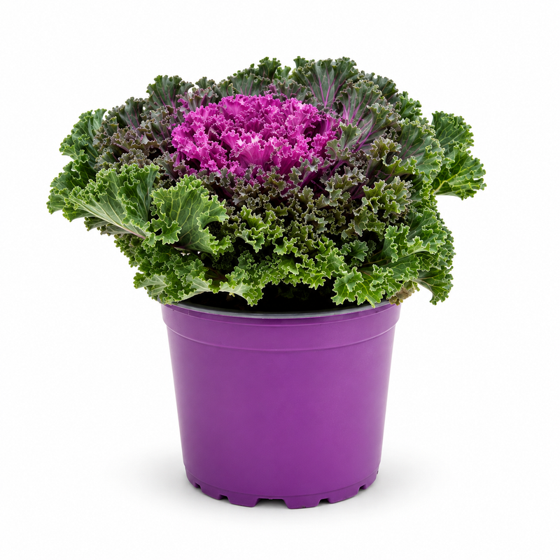 Ornamental Cabbage Purple | Brassica Oleracea (10.5 cm Pot)