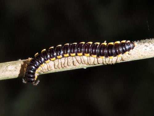 Orthomorpha coarctata Millipede
