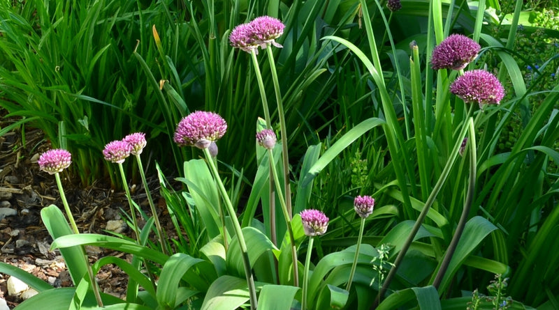 Allium 'Ostara' 2L