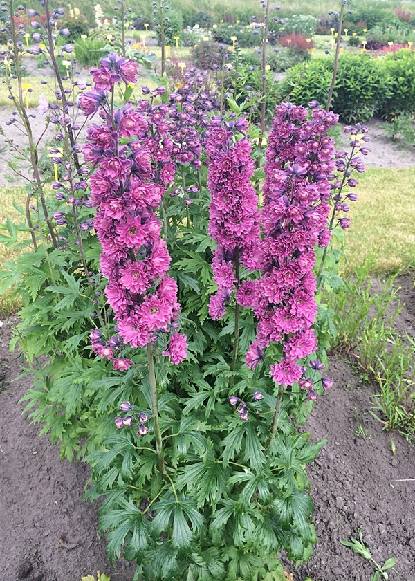 Delphinium Highlander 'Flamenco' (2 Litre)