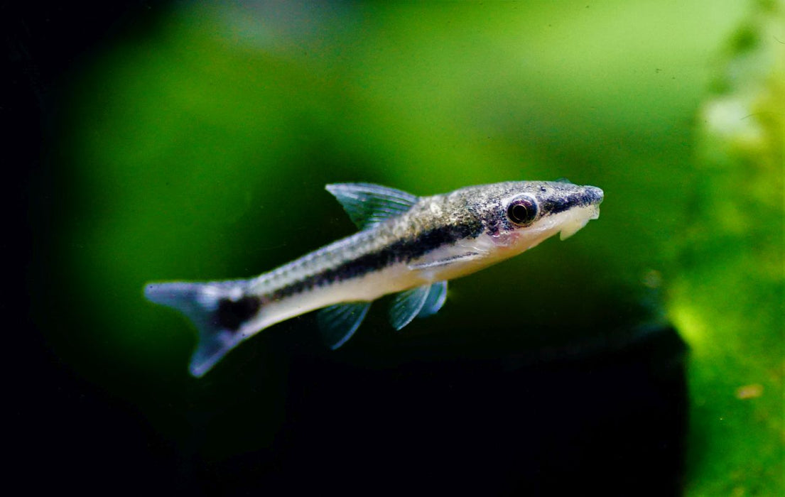 Dwarf Suckermouth Catfish | Otocinclus affinis (L)