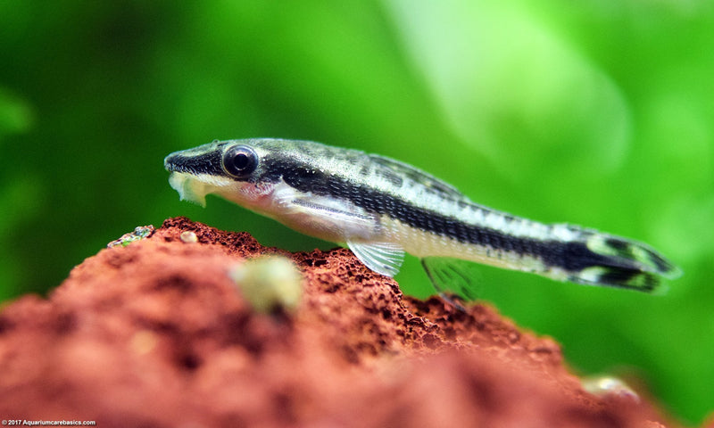 Otocinclus Catfish L